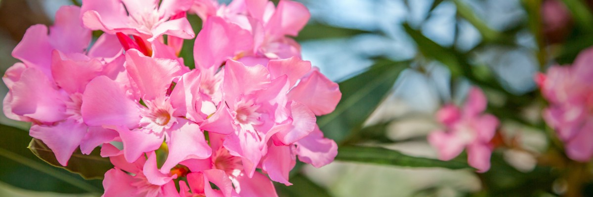 Oleander pestovanie